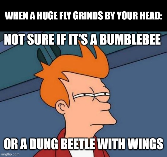 It was an absolute unit | When a huge fly grinds by your head:; Not sure if it's a Bumblebee; or a dung beetle with wings | image tagged in memes,futurama fry,fly | made w/ Imgflip meme maker