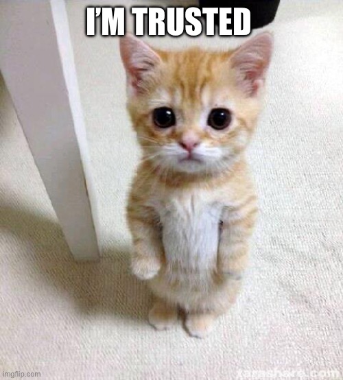 Idk bro | I’m trusted | image tagged in memes,cute cat | made w/ Imgflip meme maker