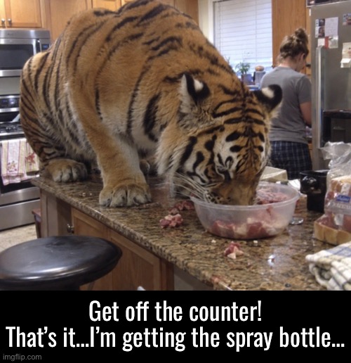 Naughty Kitty | Get off the counter!
That’s it…I’m getting the spray bottle… | image tagged in tiger,i wonder if his name is tony,is he doing grrrreat | made w/ Imgflip meme maker