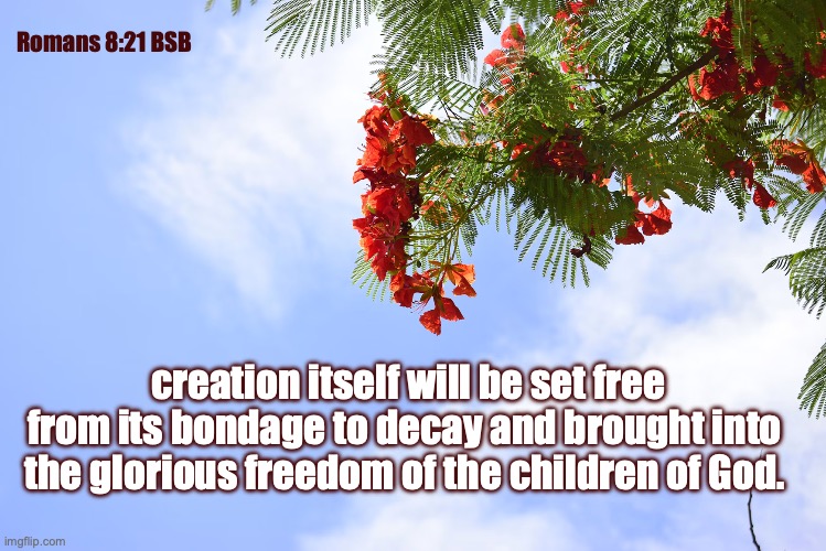 Future Glory | Romans 8:21 BSB; creation itself will be set free from its bondage to decay and brought into the glorious freedom of the children of God. | image tagged in photo-1649492858043-79e90eb87a77 avif | made w/ Imgflip meme maker