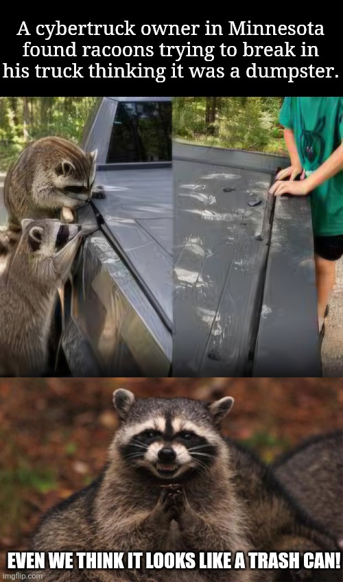 Cybertrash | A cybertruck owner in Minnesota found racoons trying to break in his truck thinking it was a dumpster. Even we think it looks like a trash can! | image tagged in evil genius racoon,cybertruck,tesla truck,dumpster,racoon | made w/ Imgflip meme maker