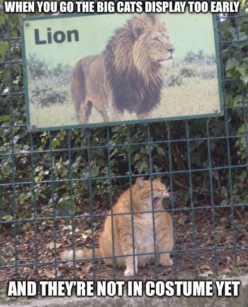 Big Cat at the zoo | When you go the big cats display too early; And they’re not in costume yet | image tagged in img_6343 jpeg,lion,cat,costume,zoo,early | made w/ Imgflip meme maker