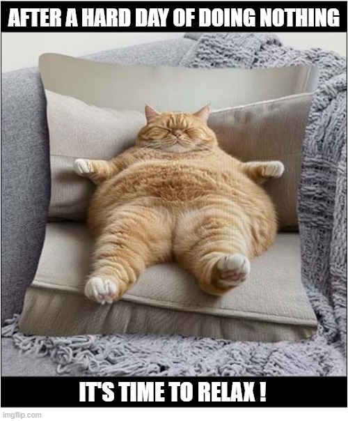 The Life I Want | After A hard Day Of Doing Nothing; It's Time To Relax ! | image tagged in cats,fat cat,lazy | made w/ Imgflip meme maker