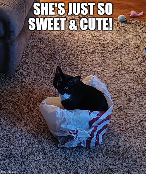 She's just so sweet & cute! | image tagged in cat,cute cat,adorable | made w/ Imgflip meme maker