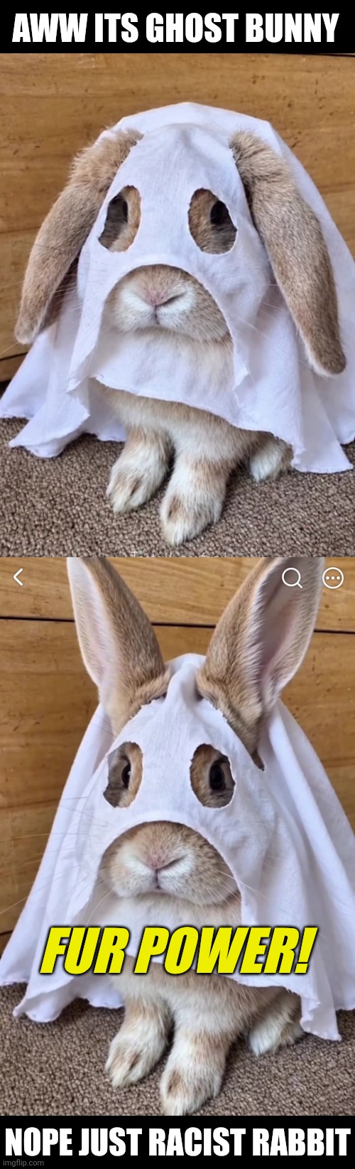 Trick or Treat | Aww its ghost bunny; Fur power! Nope just racist rabbit | image tagged in bunny,ghost,racist,holloween | made w/ Imgflip meme maker