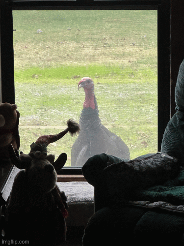 Holiday Tukey | image tagged in funny animals | made w/ Imgflip images-to-gif maker