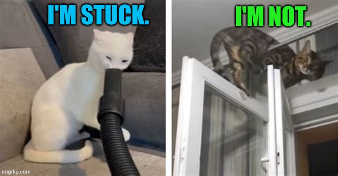 One Is And One Isn't | I'm not. I'm stuck. | image tagged in memes,cats,vacuum cleaner,stuck,window,i'm not | made w/ Imgflip meme maker
