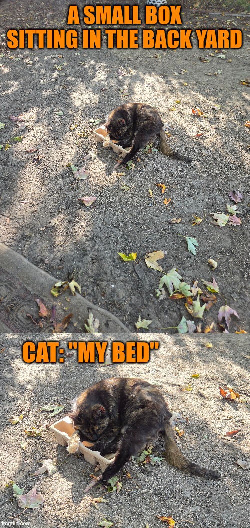 SHE WILL SLEEP ANYWHERE | A small box sitting in the back yard; Cat: "my bed" | image tagged in cat,cats,october | made w/ Imgflip meme maker