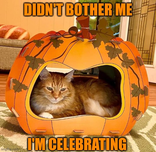 ENJOYING PUMPKIN SEASON | Didn't bother me; I'm celebrating | image tagged in pumpkin,halloween,cat,cats | made w/ Imgflip meme maker
