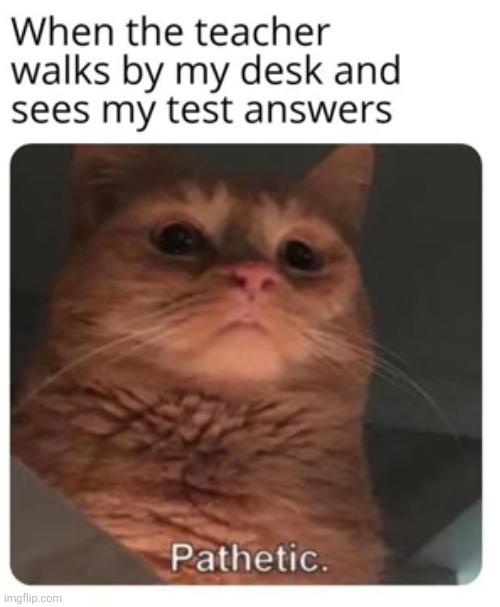 Posting 500 memes in 2 days #269 | image tagged in test,cats | made w/ Imgflip meme maker