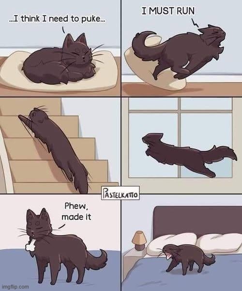 image tagged in cats | made w/ Imgflip meme maker
