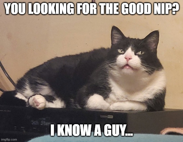Why does my cat look like a back alley drug dealer? | You looking for the good nip? I know a guy... | image tagged in cats,funny,funny face | made w/ Imgflip meme maker