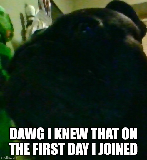 IMG_20261024_224939.jpg | dawg i knew that on the first day i joined | image tagged in img_20261024_224939 jpg | made w/ Imgflip meme maker
