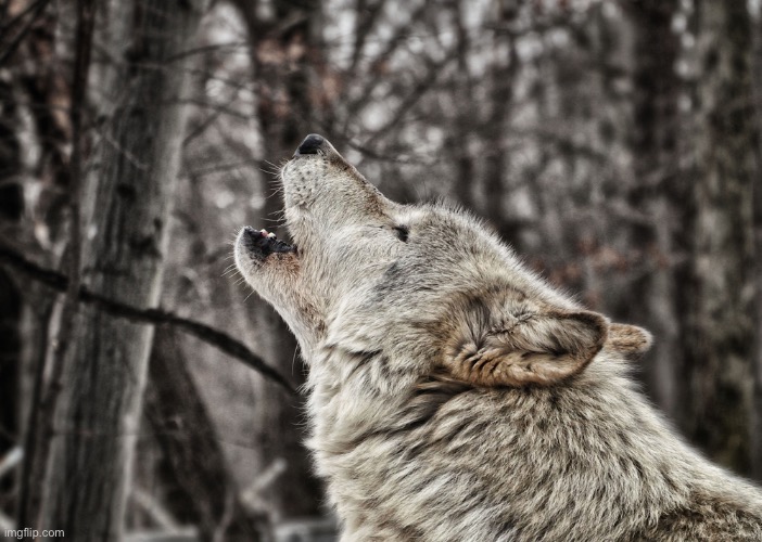 howling wolf | image tagged in howling wolf | made w/ Imgflip meme maker