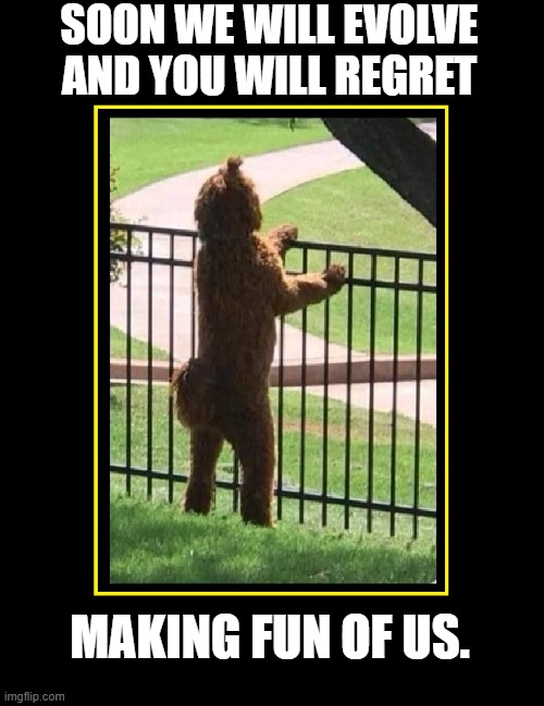 "I resent your Dumb Animal memes." growled Sparky | Soon we will evolve and you will regret; Making fun of us. | image tagged in vince vance,dogs,poodle,standing,evolution,funny animal meme | made w/ Imgflip meme maker