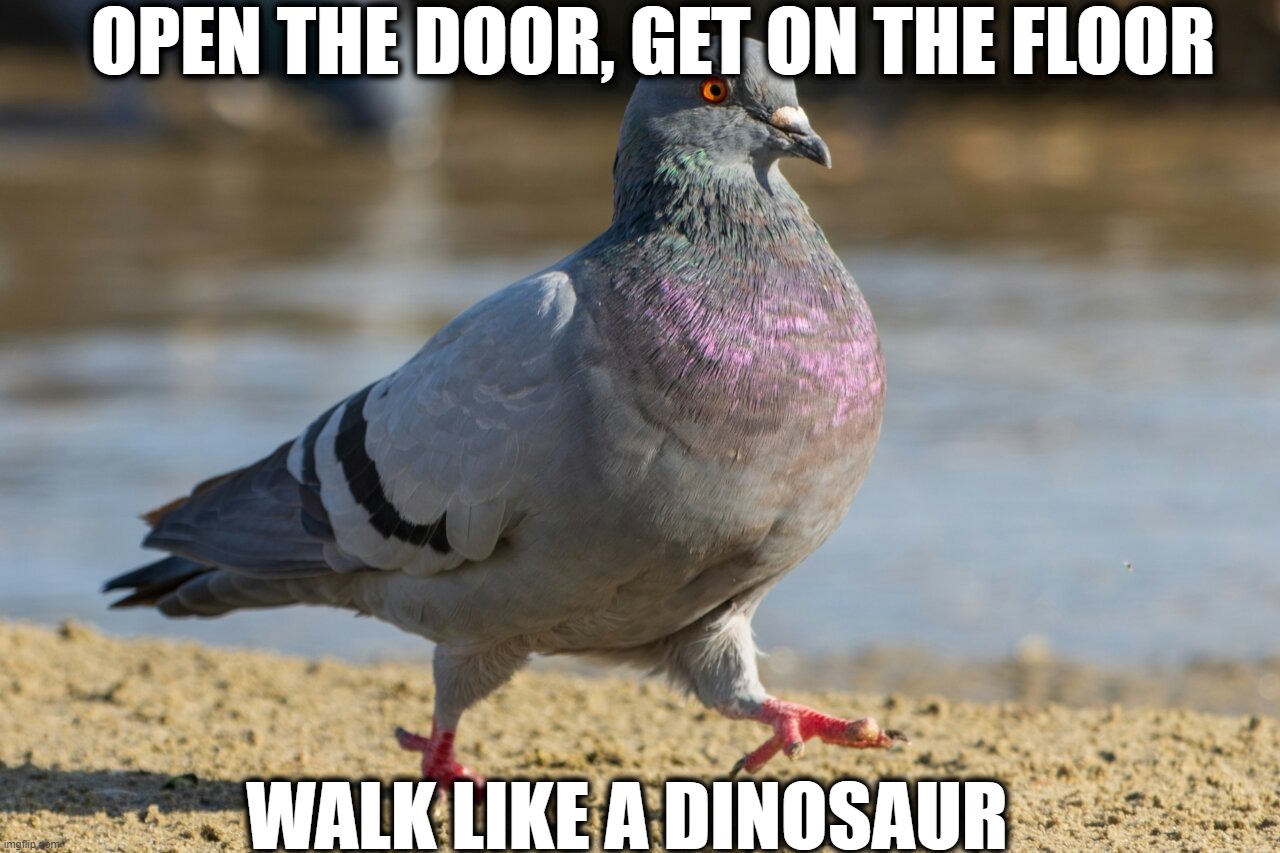 Like a Coo Boss | open the door, get on the floor; walk like a dinosaur | image tagged in bird,pigeon,dinosaur,cool | made w/ Imgflip meme maker