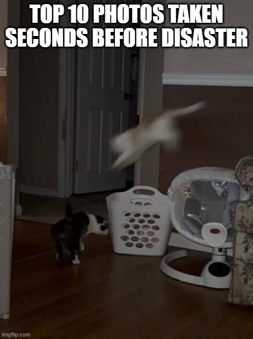 He has no idea what's about to happen | top 10 photos taken seconds before disaster | image tagged in memes,cats,funny,attack | made w/ Imgflip meme maker