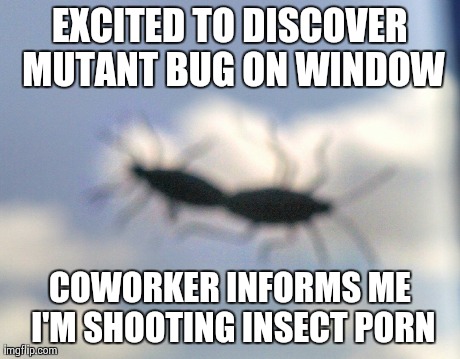 SFW? | EXCITED TO DISCOVER MUTANT BUG ON WINDOW COWORKER INFORMS ME I'M SHOOTING INSECT PORN | image tagged in porn,oops,nsfw | made w/ Imgflip meme maker