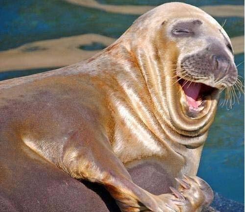 High Quality laughing seal Blank Meme Template