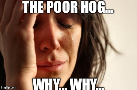 First World Problems Meme | THE POOR HOG... WHY... WHY... | image tagged in memes,first world problems | made w/ Imgflip meme maker