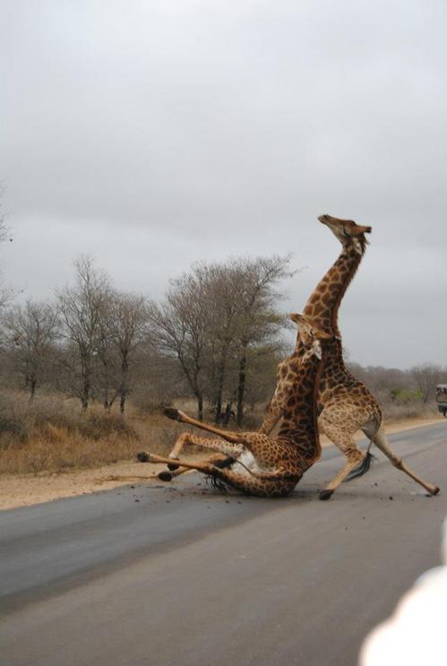 Falling Giraffe Blank Meme Template