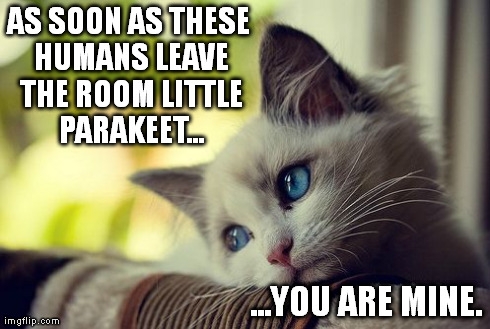 First World Problems Cat | AS SOON AS THESE HUMANS LEAVE THE ROOM LITTLE PARAKEET... ...YOU ARE MINE. | image tagged in memes,first world problems cat | made w/ Imgflip meme maker