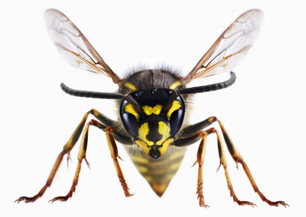 Scumbag Wasp Blank Meme Template