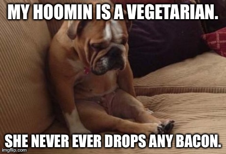 sad dog | MY HOOMIN IS A VEGETARIAN. SHE NEVER EVER DROPS ANY BACON. | image tagged in sad dog | made w/ Imgflip meme maker
