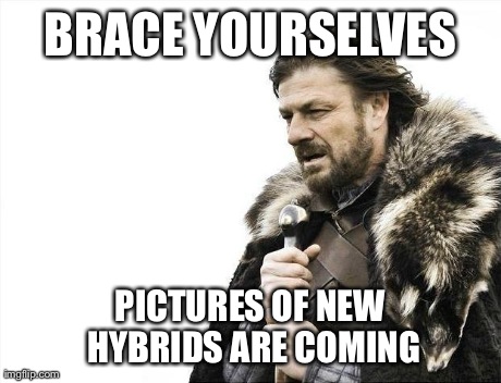 Brace Yourselves X is Coming Meme | BRACE YOURSELVES PICTURES OF NEW HYBRIDS ARE COMING | image tagged in memes,brace yourselves x is coming | made w/ Imgflip meme maker