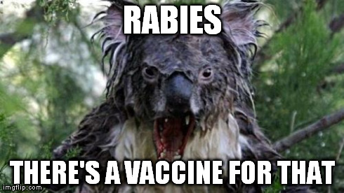 Angry Koala Meme | RABIES THERE'S A VACCINE FOR THAT | image tagged in memes,angry koala | made w/ Imgflip meme maker