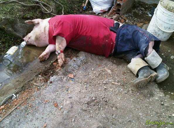 DrunkPig Blank Meme Template