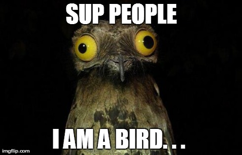 Weird Stuff I Do Potoo Meme | SUP PEOPLE I AM A BIRD. . . | image tagged in memes,weird stuff i do potoo | made w/ Imgflip meme maker
