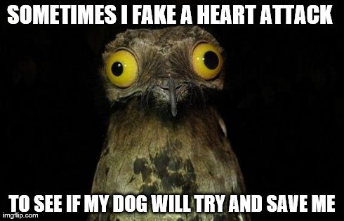 Weird Stuff I Do Potoo Meme | SOMETIMES I FAKE A HEART ATTACK  TO SEE IF MY DOG WILL TRY AND SAVE ME | image tagged in memes,weird stuff i do potoo,AdviceAnimals | made w/ Imgflip meme maker