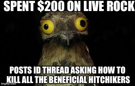 Weird Stuff I Do Potoo Meme | SPENT $200 ON LIVE ROCK POSTS ID THREAD ASKING HOW TO KILL ALL THE BENEFICIAL HITCHIKERS | image tagged in memes,weird stuff i do potoo | made w/ Imgflip meme maker