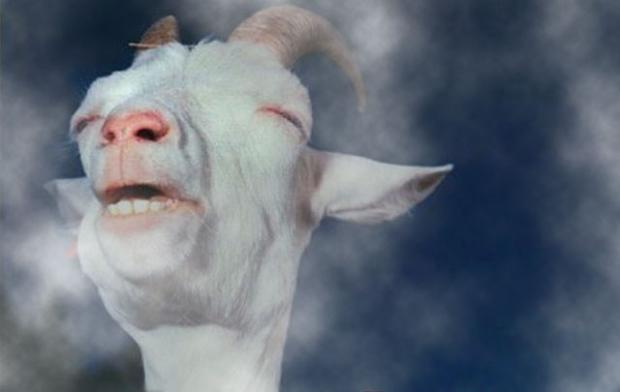 http://www.elafter.com/wp-content/uploads/2013/10/smokehigh-goat Blank Meme Template