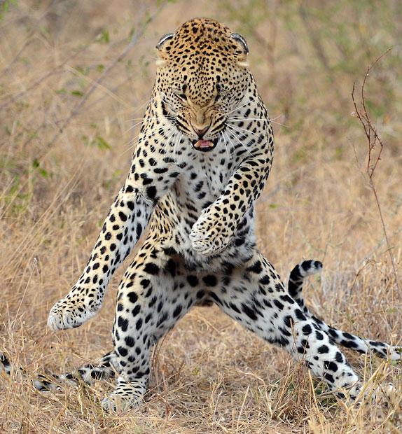 High Quality Leopard Dancing Blank Meme Template
