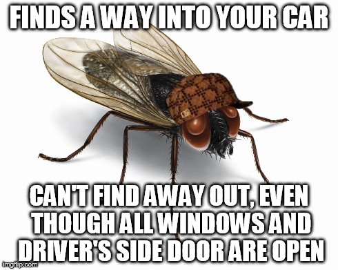 Scumbag Fly | FINDS A WAY INTO YOUR CAR CAN'T FIND AWAY OUT, EVEN THOUGH ALL WINDOWS AND DRIVER'S SIDE DOOR ARE OPEN | image tagged in scumbag,scumbag fly,memes | made w/ Imgflip meme maker