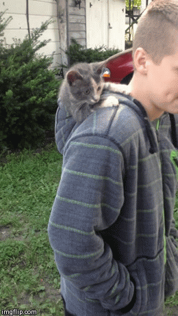 This way hooman | image tagged in gifs,CatGifs | made w/ Imgflip video-to-gif maker