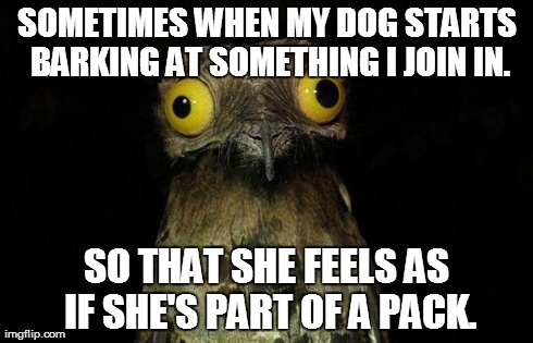 Weird Stuff I Do Potoo | SOMETIMES WHEN MY DOG STARTS BARKING AT SOMETHING I JOIN IN. SO THAT SHE FEELS AS IF SHE'S PART OF A PACK. | image tagged in memes,weird stuff i do potoo,AdviceAnimals | made w/ Imgflip meme maker
