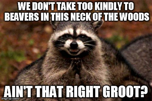 Evil Plotting Raccoon Meme | WE DON'T TAKE TOO KINDLY TO BEAVERS IN THIS NECK OF THE WOODS AIN'T THAT RIGHT GROOT? | image tagged in memes,evil plotting raccoon | made w/ Imgflip meme maker