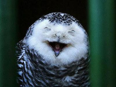 Laughing Owl Blank Meme Template