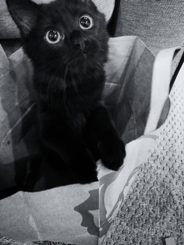 High Quality Cute Black Cat with Big Eyes Blank Meme Template