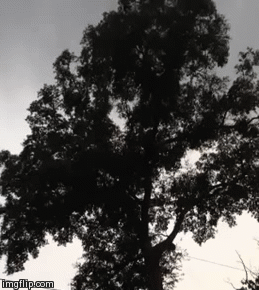 Wind in the Trees | image tagged in gifs | made w/ Imgflip video-to-gif maker