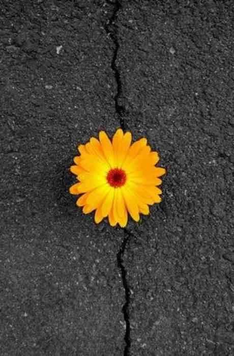 High Quality Flower In Concrete Blank Meme Template