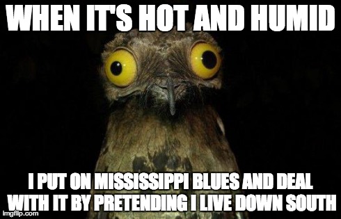 Crazy eyed bird | WHEN IT'S HOT AND HUMID I PUT ON MISSISSIPPI BLUES AND DEAL WITH IT BY PRETENDING I LIVE DOWN SOUTH | image tagged in crazy eyed bird | made w/ Imgflip meme maker