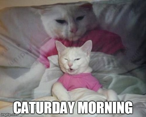 CATURDAY MORNING | image tagged in cat,caturday | made w/ Imgflip meme maker