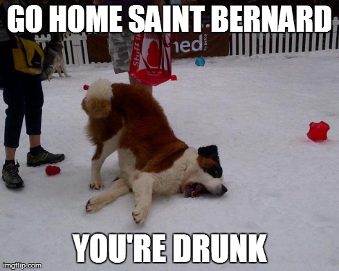 Saint Bernard | GO HOME SAINT BERNARD YOU'RE DRUNK | image tagged in dogs | made w/ Imgflip meme maker
