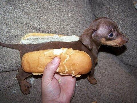 Hot Dog!! Blank Meme Template