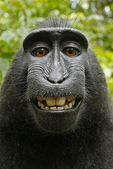 monkey selfie Blank Meme Template