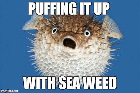 PUFFING IT UP  WITH SEA WEED | made w/ Imgflip meme maker